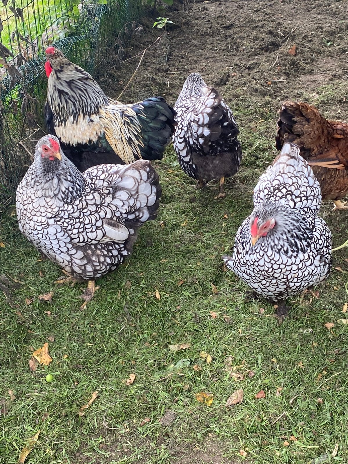 Wyandotte kriel broedeieren, Dieren en Toebehoren, Pluimvee, Geslacht onbekend, Kip