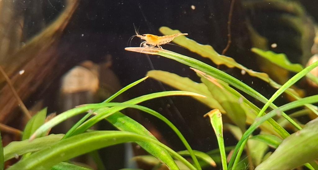 Gele neocaridina garnalen | Yellow fire, Kreeft, Krab of Garnaal, Zoetwatervis