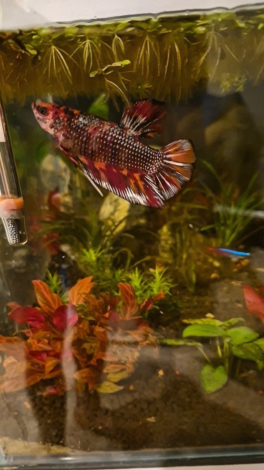 betta, giant koi, Vis