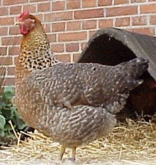 trio Bielefelders, Dieren en Toebehoren, Pluimvee