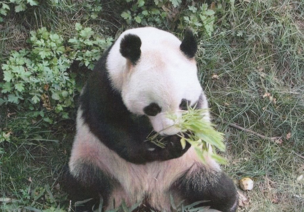 REUZENPANDA, Verzamelen, Postkaarten | Dieren, Verzenden, Ongelopen, Wild dier