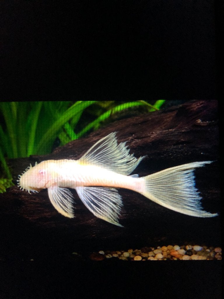Longfinn ancistrus albinos, Animaux & Accessoires, Poissons | Poissons d'aquarium, Poisson, Poisson d'eau douce