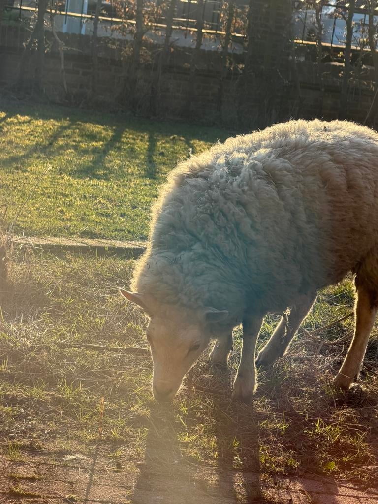 Mouton, Animaux & Accessoires, Moutons, Chèvres & Cochons, Femelle, Mouton