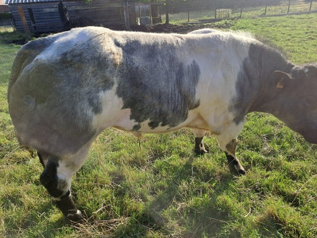 Drachtige stamboek koe en vaars, Dieren en Toebehoren, Runderen, Vrouwelijk, 3 tot 6 jaar