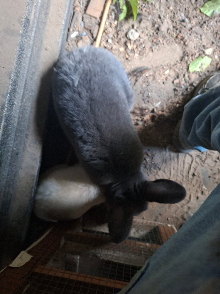 Ik ben op zoek naar dieren, Dieren en Toebehoren, Januari