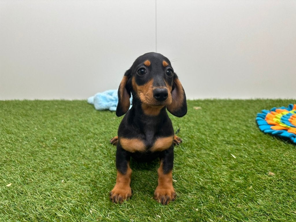 Gladharige Dwergteckel pups, Parvo, België, 8 tot 15 weken, Korthaar