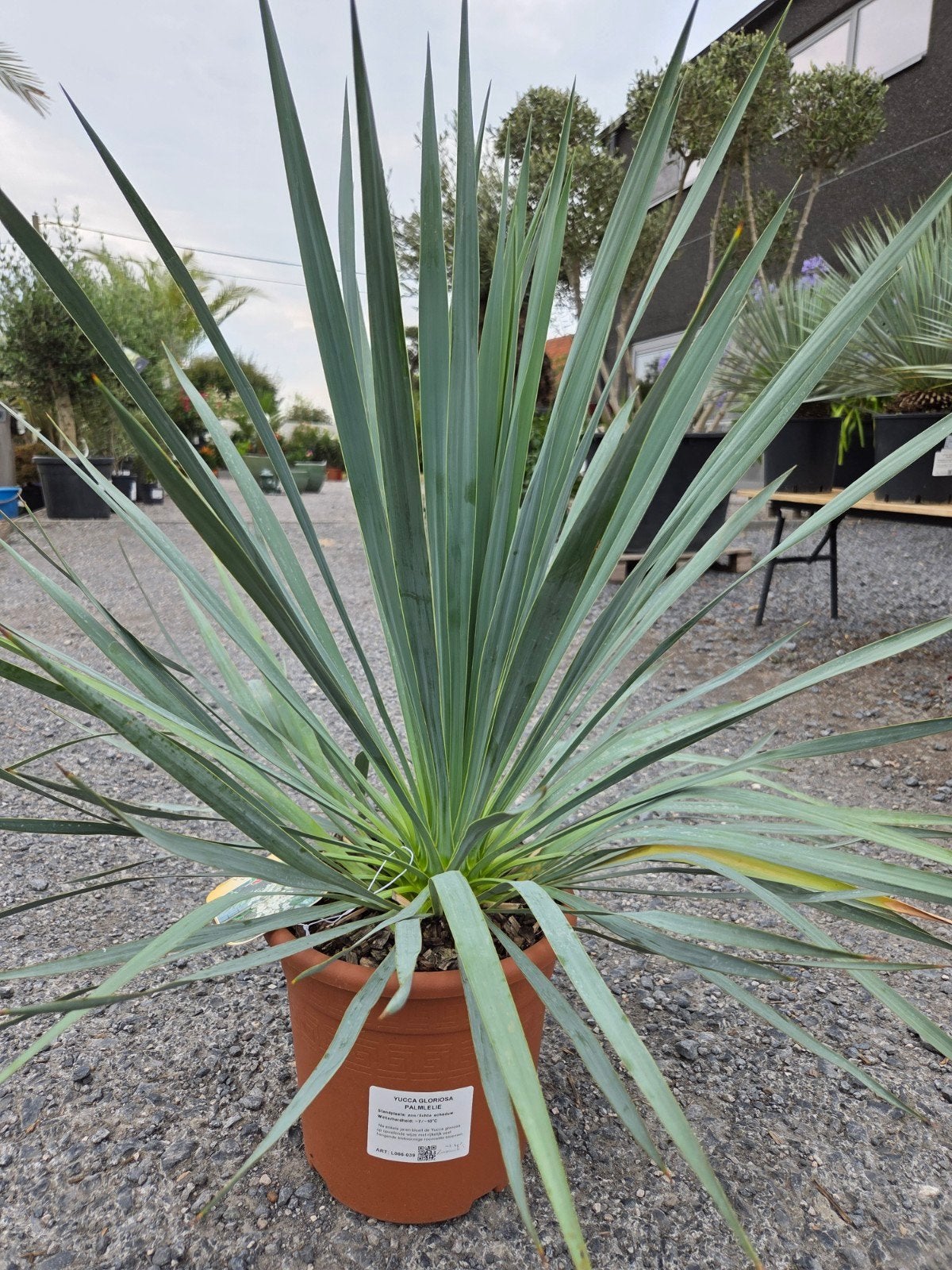 Yucca Gloriosa, Ophalen