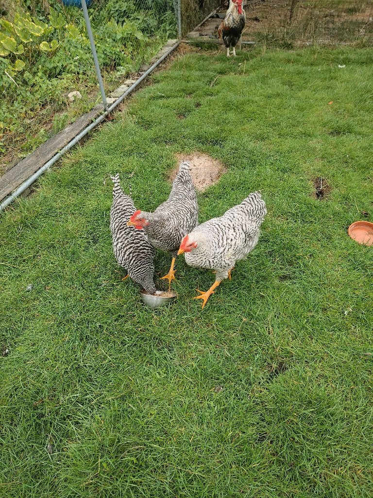 KOEKOEK HAANTJES, Animaux & Accessoires, Mâle, Poule ou poulet