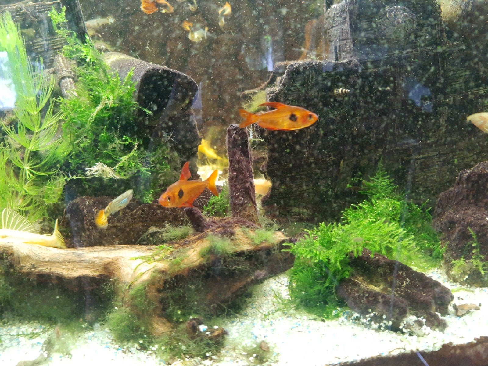 Vijf fantoomzalmen, Dieren en Toebehoren, Vissen | Aquariumvissen, Vis, Zoetwatervis, Schoolvis