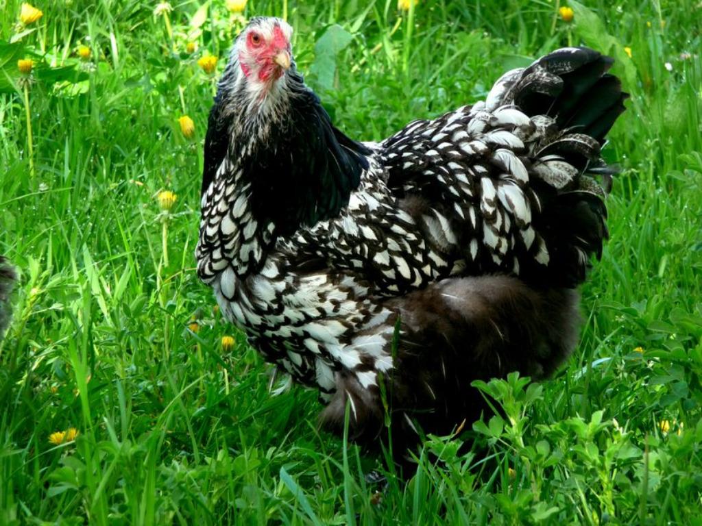 Oeufs à incuber argent noir de Brahma 4€ / oeuf, Envoi, Neuf