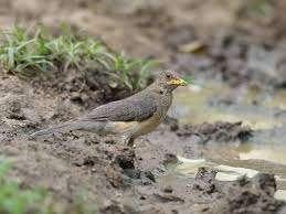 PELIOS LIJSTER AFRIKAANSE LIJSTER, Dieren en Toebehoren, Vogels | Overige Vogels