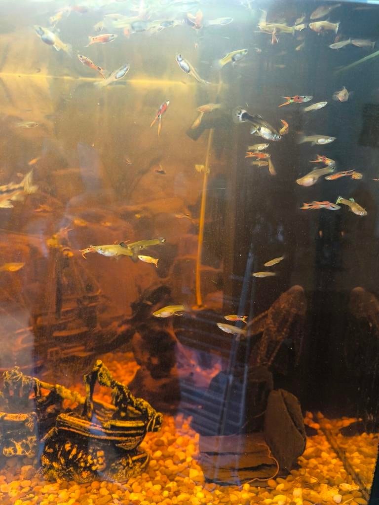 Guppy, Ophalen, Zo goed als nieuw