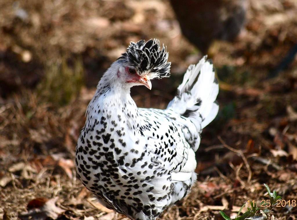 Appenzeller Spitskuif kippen jonge hennen beschikbaar