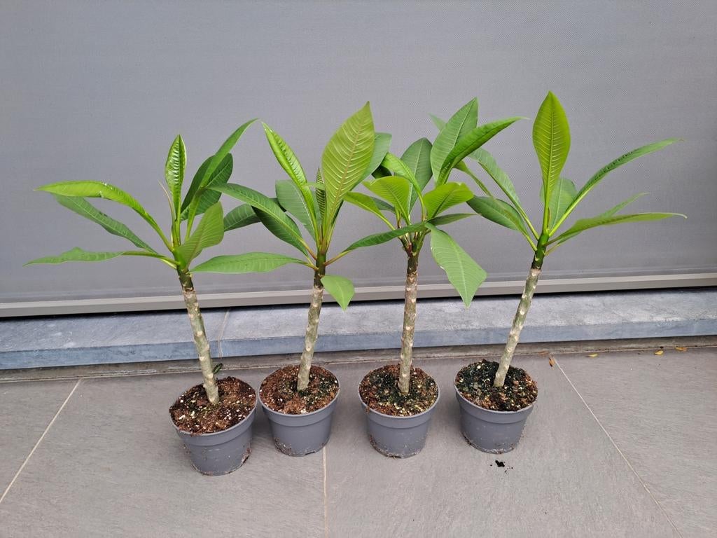 plumeria rubra ( frangipani ), Tuin en Terras, Planten | Tuinplanten, Overige soorten, Volle zon, Vaste plant, Ophalen of Verzenden
