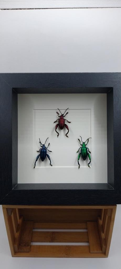 Cadre cabinet de curiosités coleoptère, Enlèvement ou Envoi