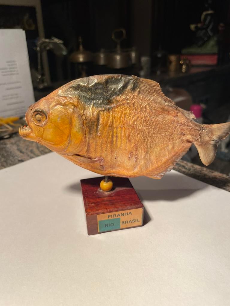 Taxidermie piranhya brazilie, Antiek en Kunst, Ophalen