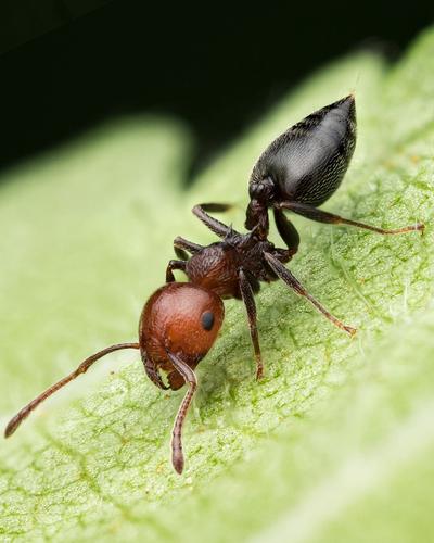 Crematogaster Scutellaris mieren koningin met broed, Mieren