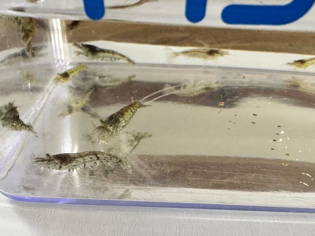 Aquarium garnaal “wildtype” - neocaridina davidii, Homard, Crabe ou Crevette