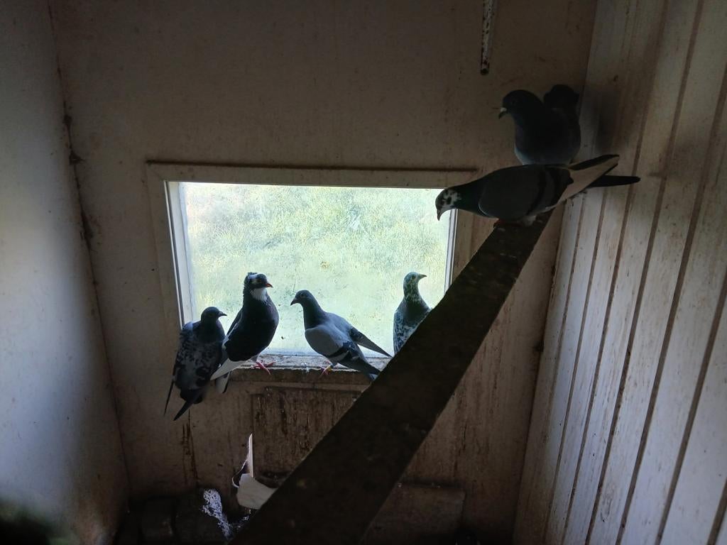 Grijze reisduiven, Dieren en Toebehoren, Vogels | Duiven, Meerdere dieren, Postduif