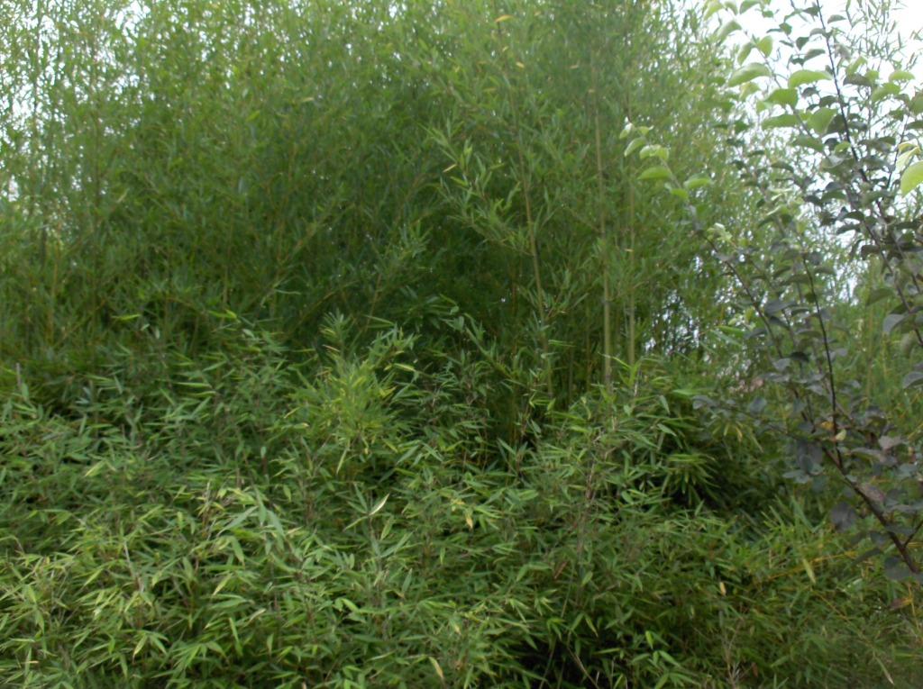 Bamboe Phyllostachys humilis, Tuin en Terras, Planten | Struiken en Hagen, Bamboe, Ophalen
