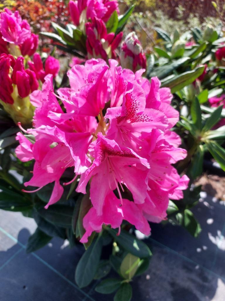 Rhododendron maintenant en fleurs ! Plante à feuilles persis, Autres espèces, Printemps, Enlèvement, Plante fixe