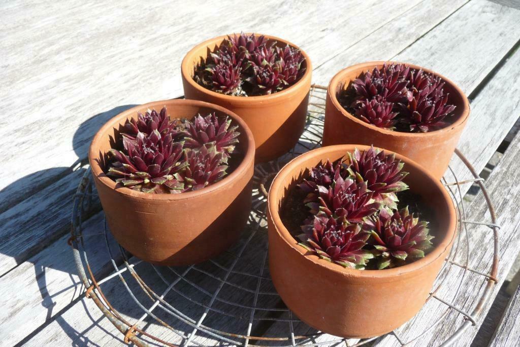 Bloempotjes met vetplantjes, Tuin en Terras, Ophalen, Rond, Nieuw, Beton