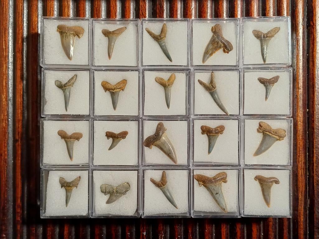 5 setjes van telkens 20 haaientanden uit Balegem - 40€/set, Ophalen of Verzenden, Fossiel