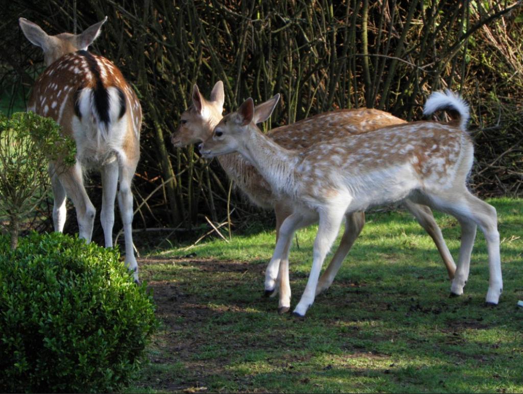 Bambies van 2023 en 2024 / damherten / herten, Dieren en Toebehoren, Meerdere dieren
