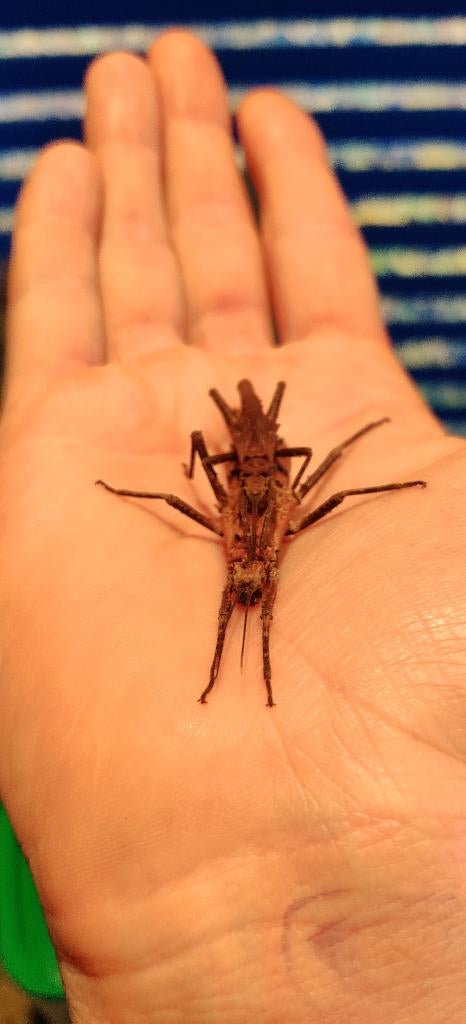 Wandelende takken - Tisamenus deplanatus "Ilocos", Dieren en Toebehoren, Wandelende tak