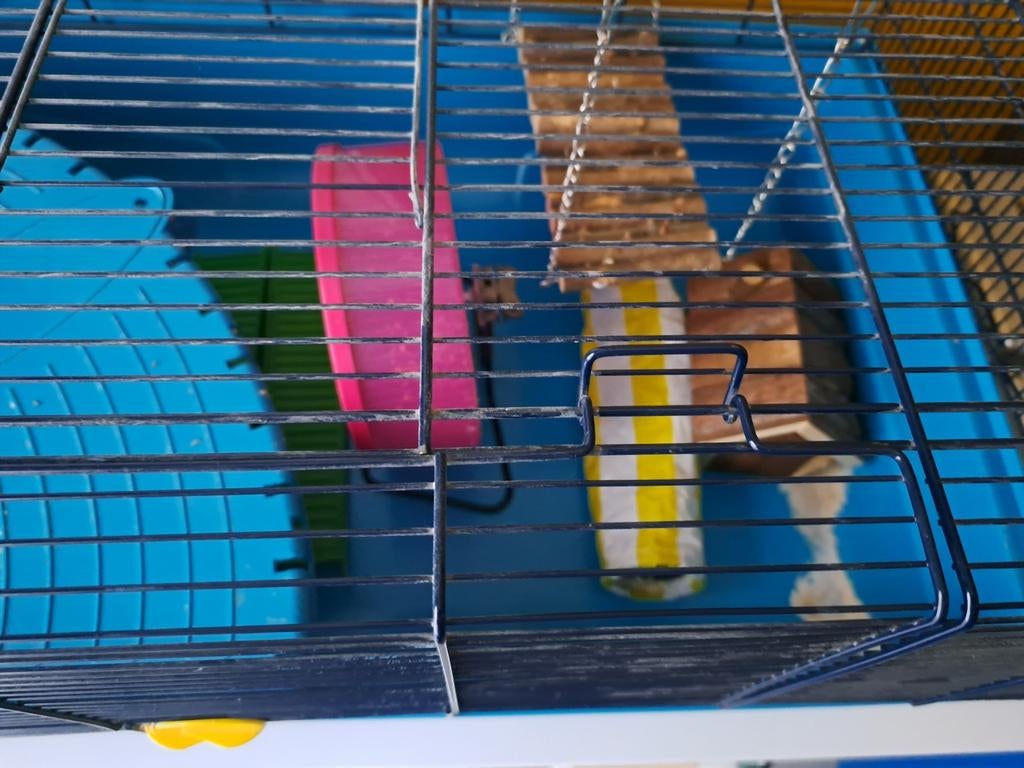 Hamsterkooi, Kooi, Gebruikt, Minder dan 75 cm, Hamster