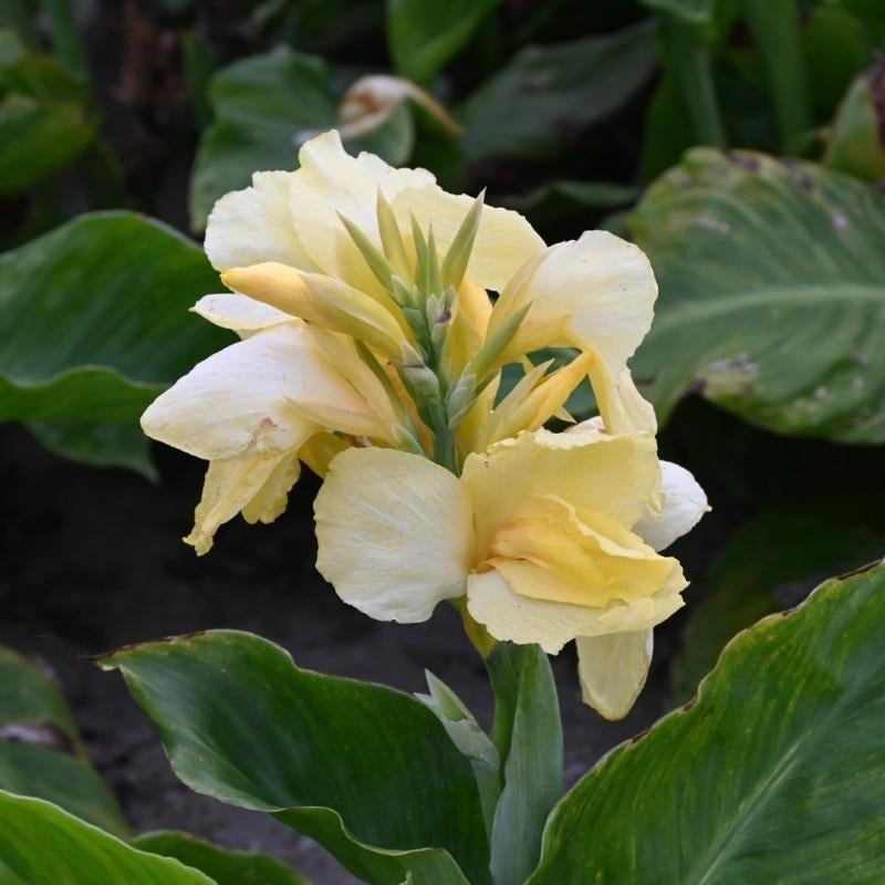 Canna knollen, Tuin en Terras, Ophalen of Verzenden
