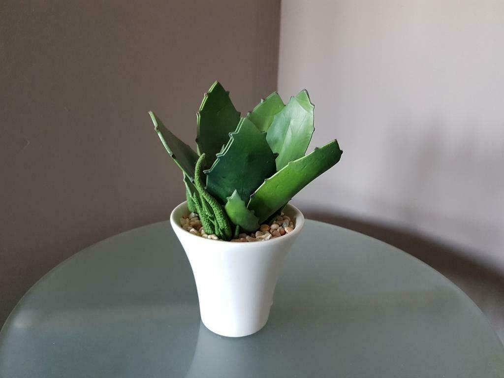 Namaak vetplant, Enlèvement, Moins de 100 cm