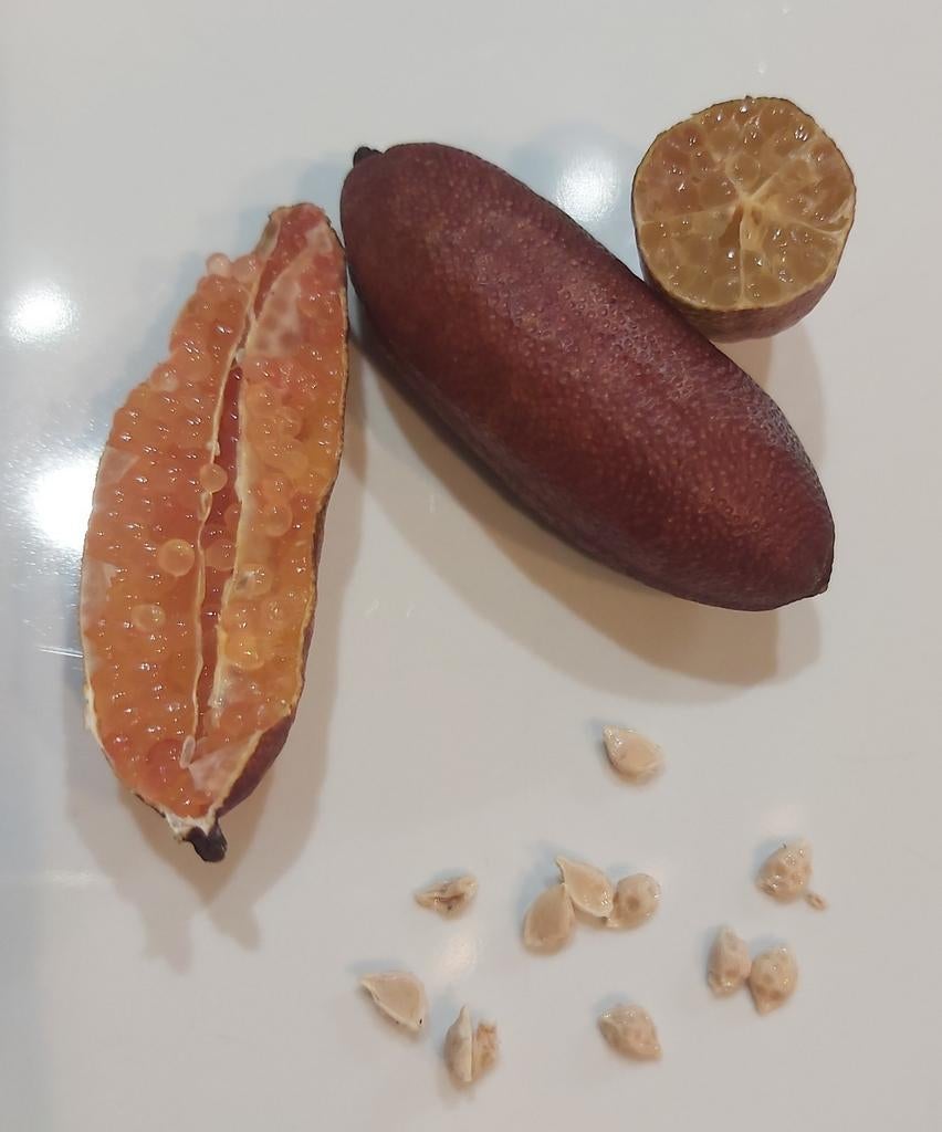 5 zaden van LEMON CAVIAR PINK 2024, Ophalen of Verzenden, Zaad