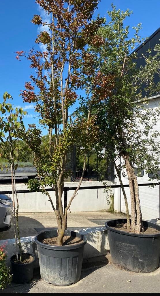 Lagerstroemia Indica, Meerstammige Boom, Ophalen, Zomer