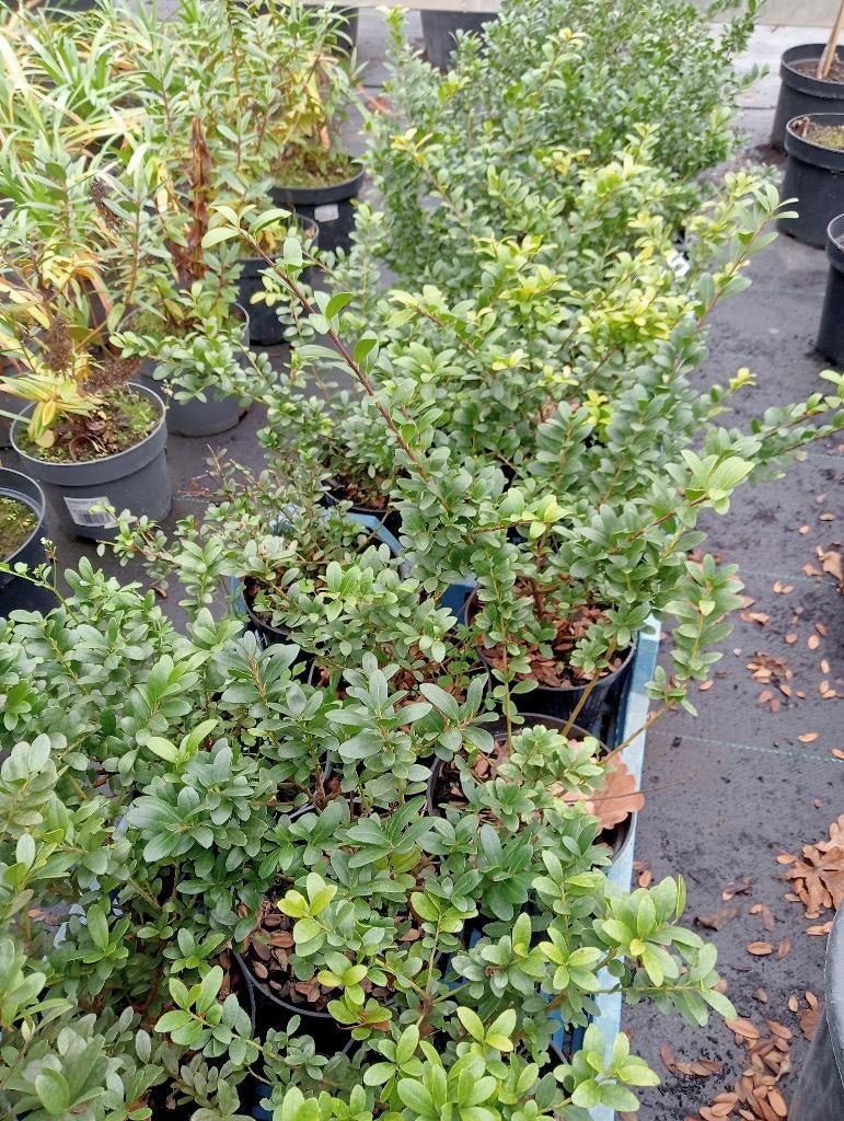 Ilex crenata, Tuin en Terras, Ophalen, Overige soorten