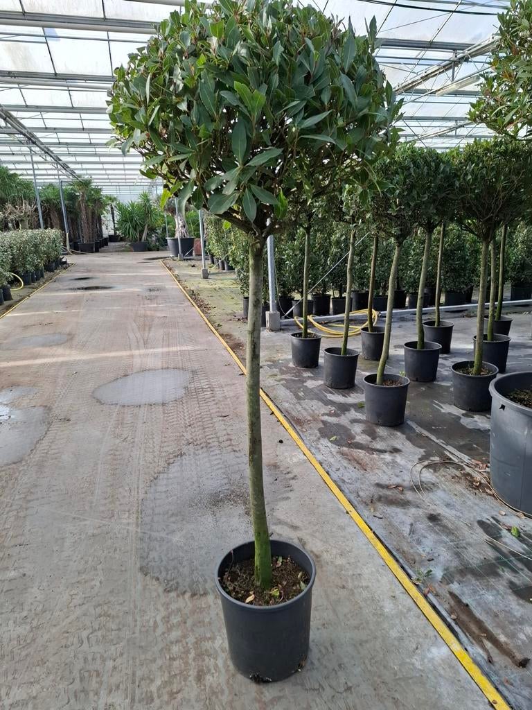 Laurus nobillis, Tuin en Terras, Ophalen