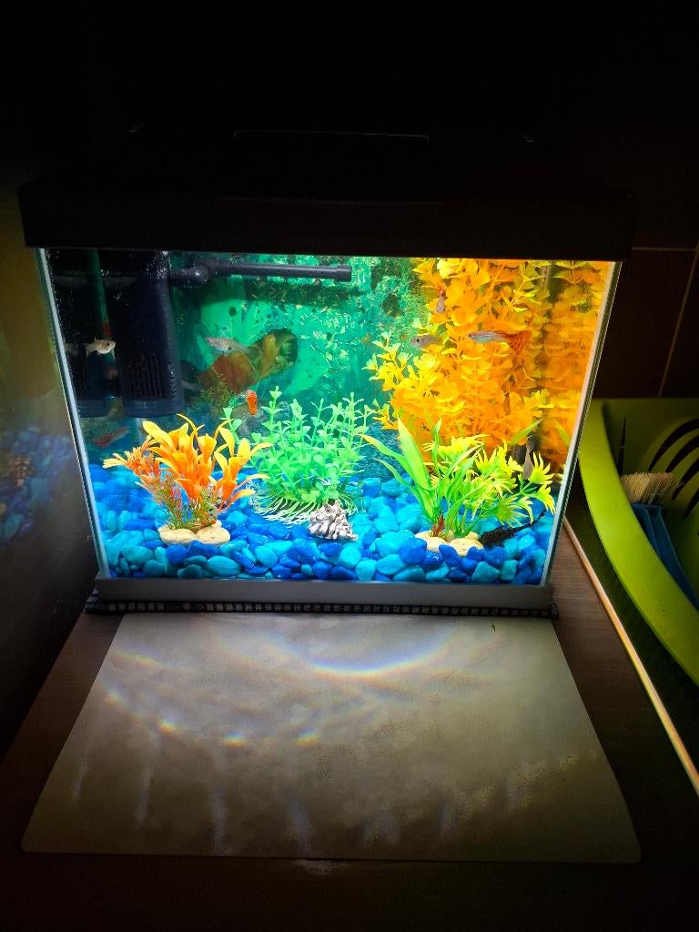 Niieuw klein acuarium met gupies, Dieren en Toebehoren, Vis, Zoetwatervis