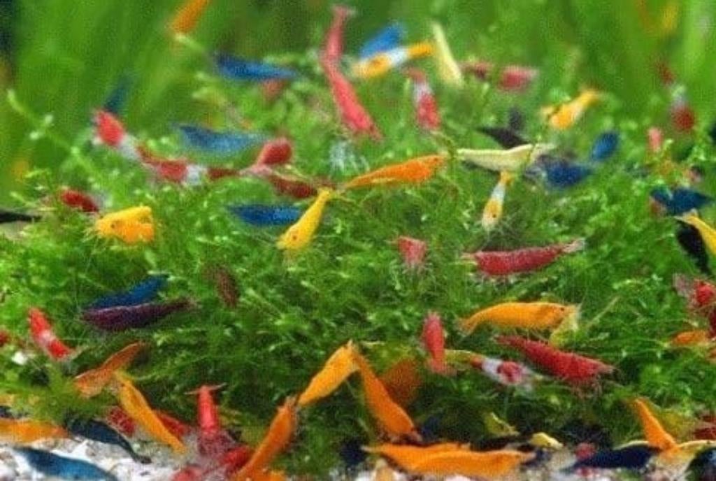 Mix 50 gekleurde garnalen op kraanwater