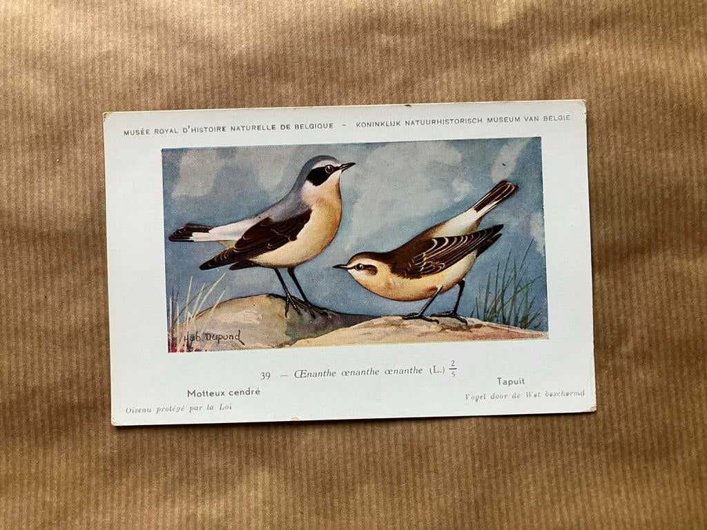 Vogels der Belgische Fauna Nr. 39 Tapuit, Verzamelen, Ophalen of Verzenden, Ongelopen, Vogel