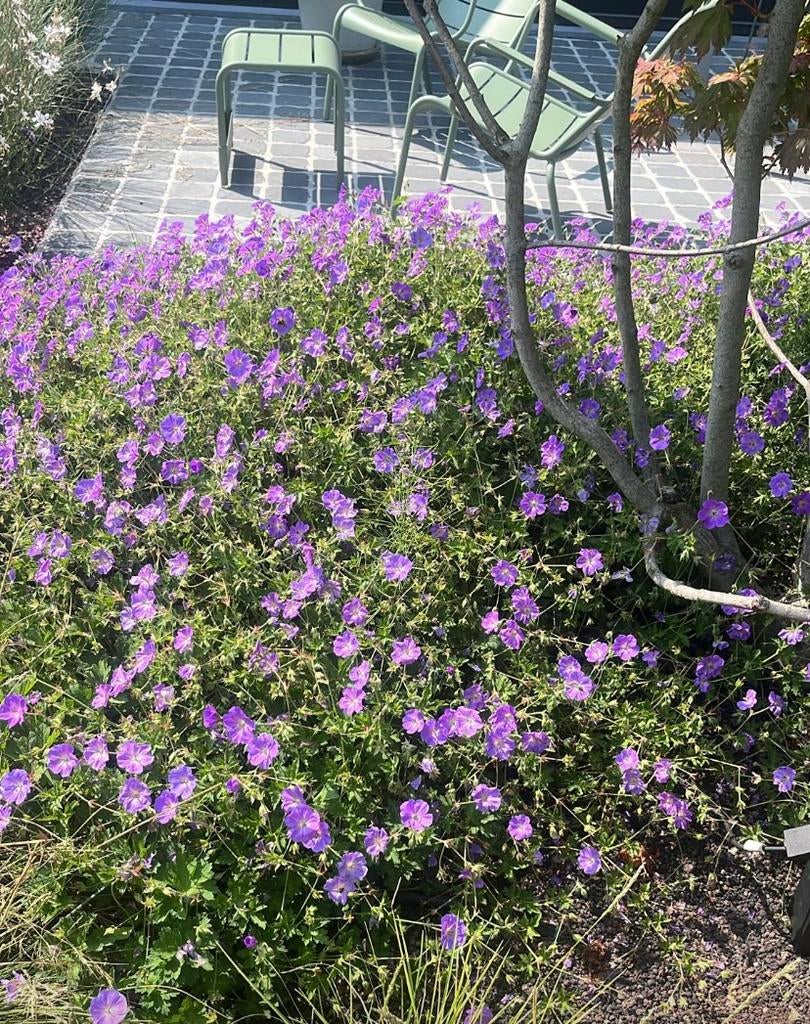 Geranium 'Rozanne', Vaste Plant. P9, Tuin en Terras, Ophalen, Herfst, Vaste plant, Halfschaduw