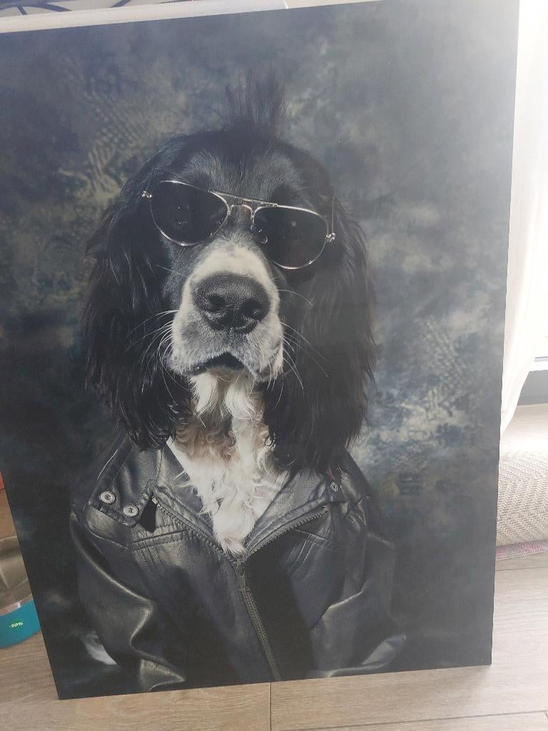 Foto van jachthond, Ophalen, Zo goed als nieuw, Honden