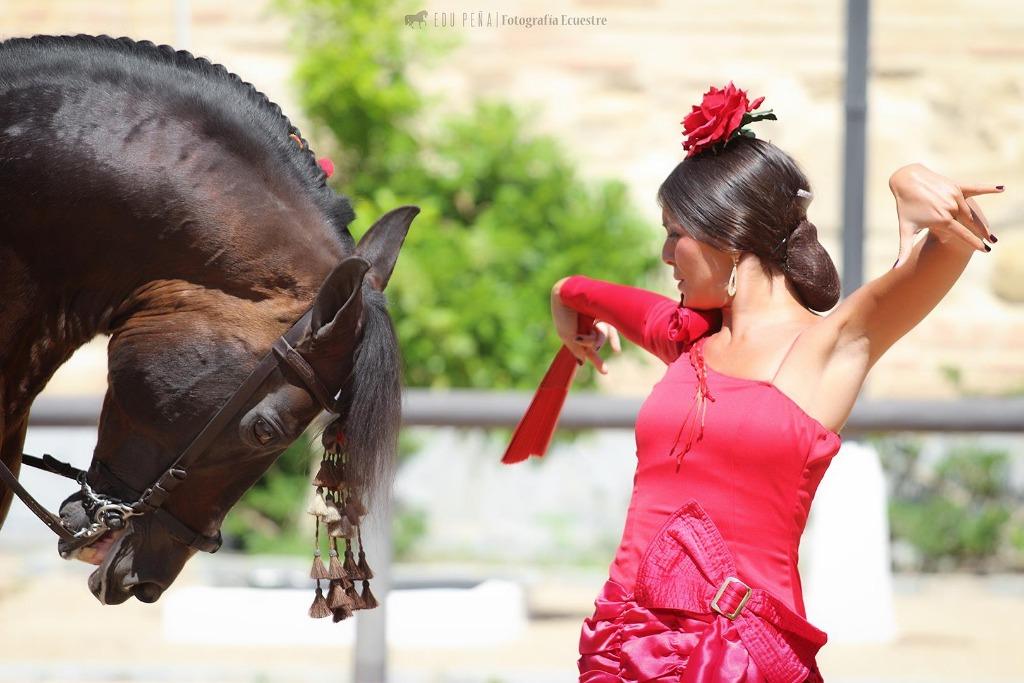 Artistieke Foto-afdruk Flamencoshow, Dieren en Toebehoren, Ophalen, Nieuw