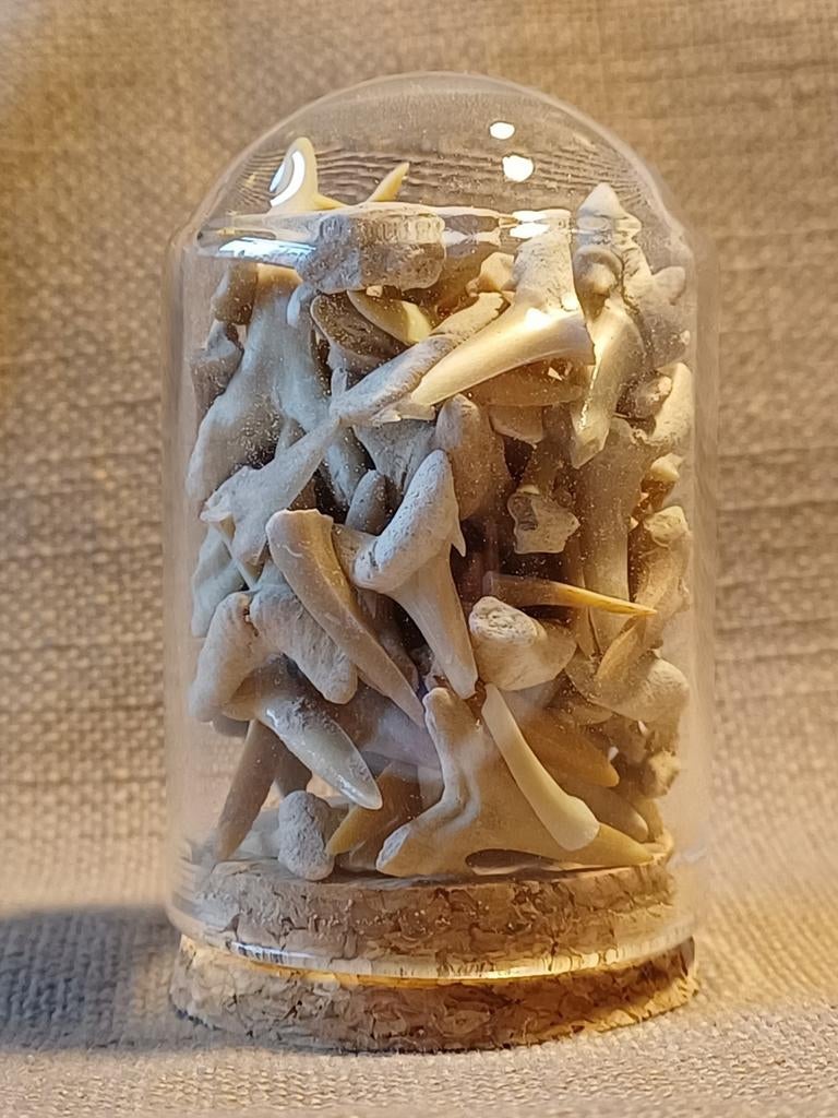 Bokaaltjes fossiele haaientanden uit Marokko - 15€/stuk, Ophalen of Verzenden, Fossiel