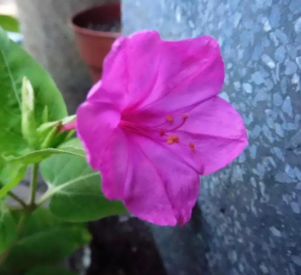 Nachtschone zaadjes, Tuin en Terras, Bloembollen en Zaden, Ophalen, Halfschaduw
