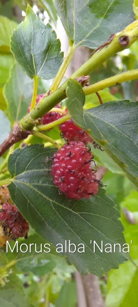 moerbeibomen, morus, Tuin en Terras, Planten | Fruitbomen, Overige soorten, 100 tot 250 cm, Volle zon, Lente, In pot, Ophalen