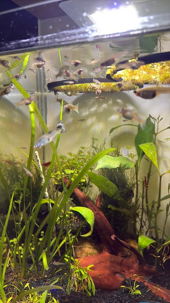 Gratis guppy aquarium vissen, Dieren en Toebehoren, Vissen | Aquariumvissen