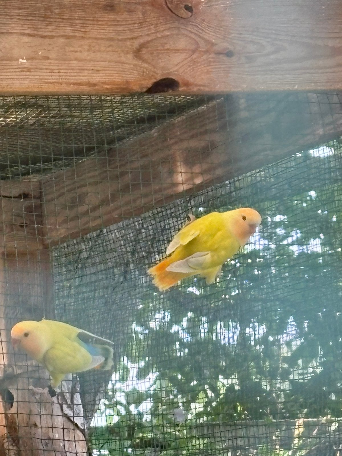 Agapornis Ficherie, Dieren en Toebehoren