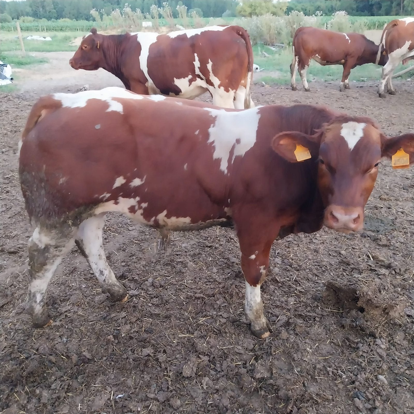 Maine-anjou topstier, Dieren en Toebehoren, Mannelijk, 0 tot 2 jaar