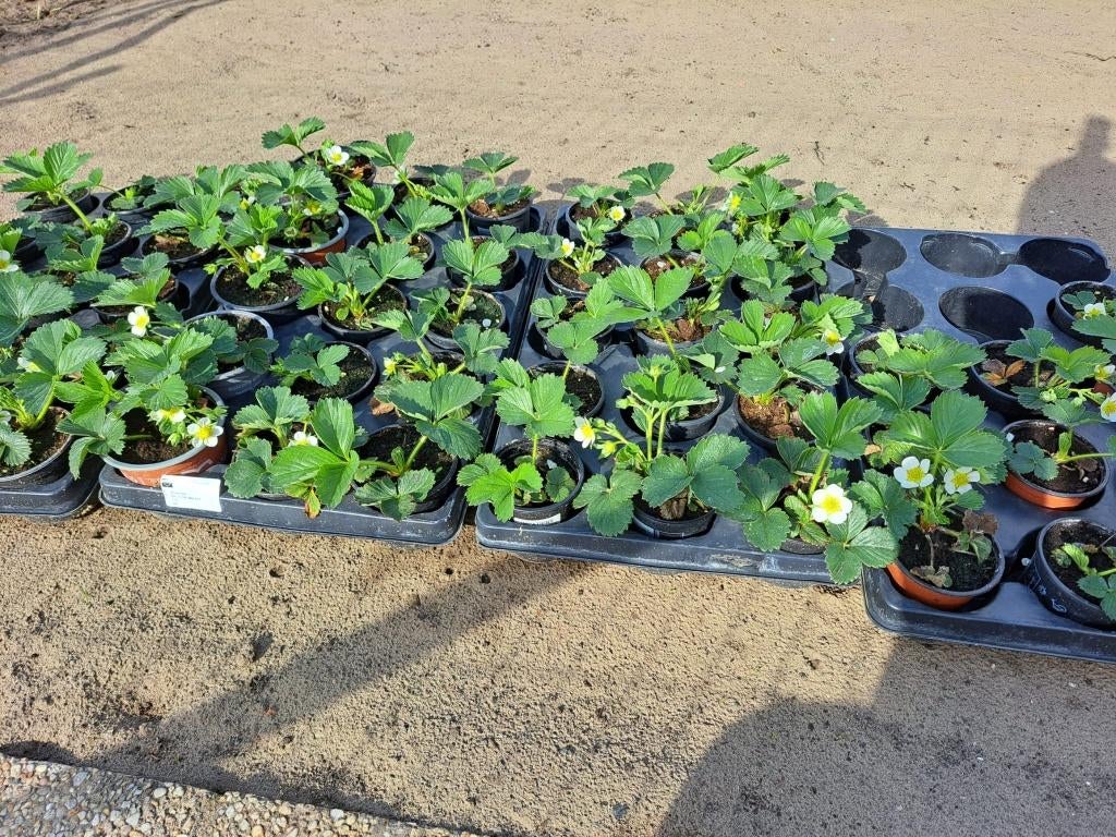 Aardbeiplantjes, Jardin & Terrasse, Plantes | Jardin, Enlèvement, Annuelle, Plantes potagères