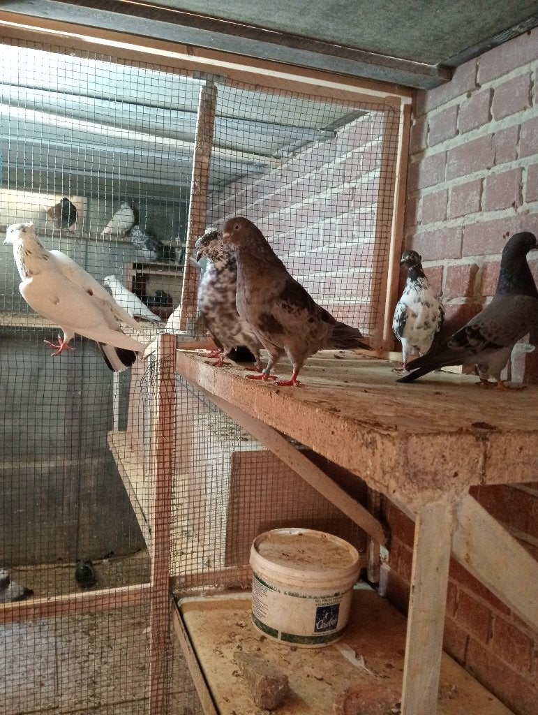 Gratis Duiven, Dieren en Toebehoren, Vogels | Duiven, Overige soorten, Geslacht onbekend